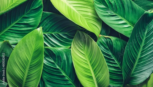 creative layout made of tropical leaves flat lay nature concept