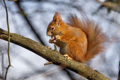 Eichhörnchen © Maria