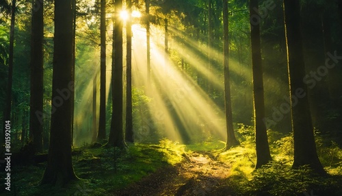 beautiful rays of sunlight in a green forest during foggy atmosphere