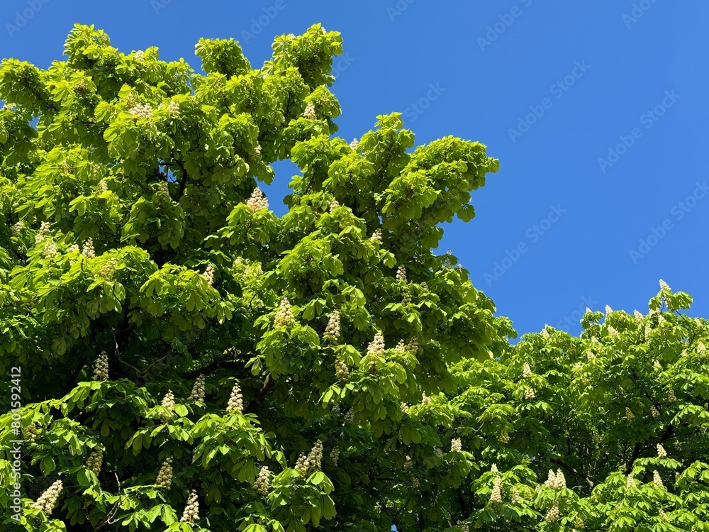 Green leaves of canopy horse chestnut tree. Green leaves of canopy horse chestnut tree.