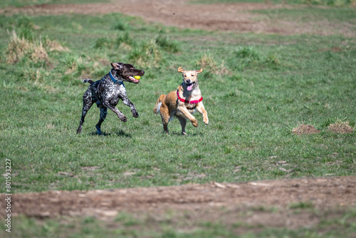 Two happy dogs racing around in the dog park, dark brown dog with white spots has the ball and gold colored dog playing along
