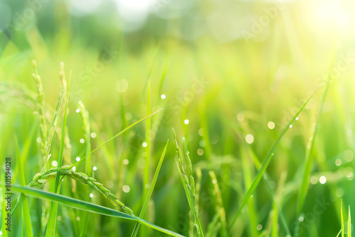 rice grain on green paddy field background, blurred nature farm landscape with soft focus and bokeh effect in summer