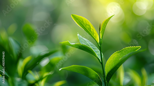 young tea leaves  vibrant green color  soft focus background with blurred foliage and sunlight filtering through the trees