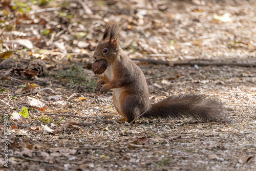 Eichhörnchen © Maria