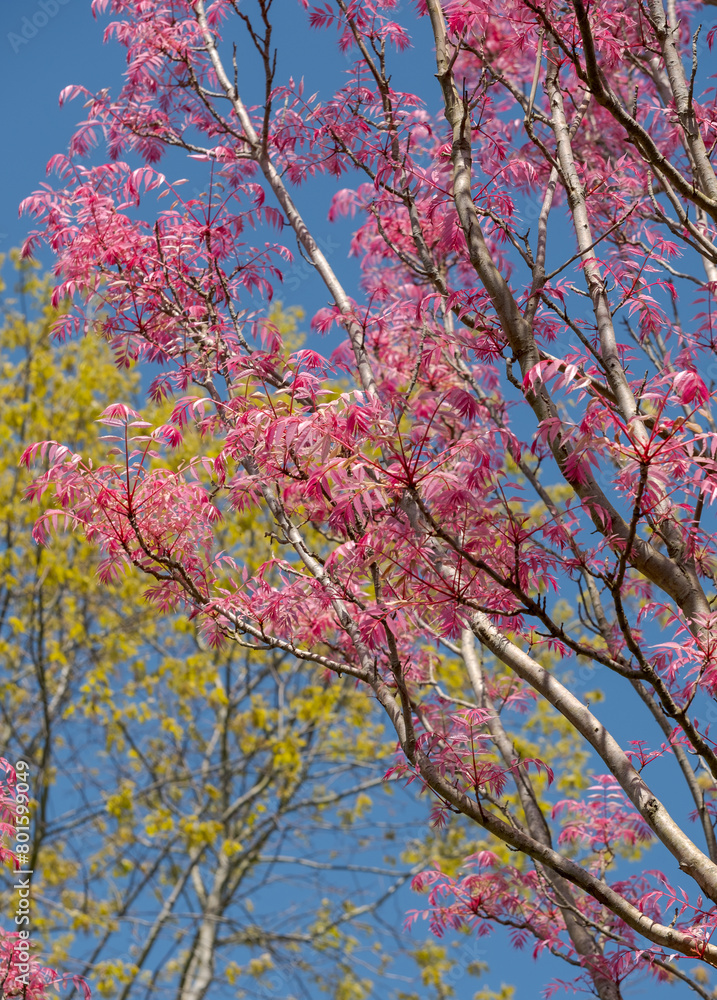 Stunning wispy pink leaves of the Toona Sinensis Flamingo or Chinese Cedar tree, photographed on a sunny spring day at Wisley garden, Surrey, UK Stunning wispy pink leaves of the Toona Sinensis Flamingo or Chinese Cedar tree, photographed on a sunny spring day at Wisley garden, Surrey, UK