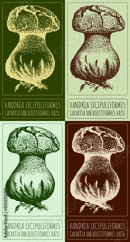 Set of vector drawing HANDKEA EXCIPULIFORMIS in various colors. Hand drawn illustration. The Latin name is CALVATIA VAR BOLETIFORMIS HAZSL.
