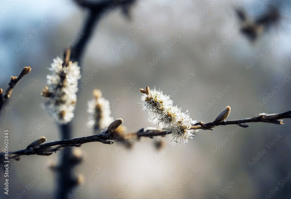 'pussy early Grey willow spring catkin Nature Easter Tree Light Forest Plant Holiday Growth Silver Natural Season Decoration Bud Seasonal Springtime Branch Decorative Blossom MacroNature Easter Tree' 'pussy early Grey willow spring catkin Nature Easter Tree Light Forest Plant Holiday Growth Silver Natural Season Decoration Bud Seasonal Springtime Branch Decorative Blossom MacroNature Easter Tree'