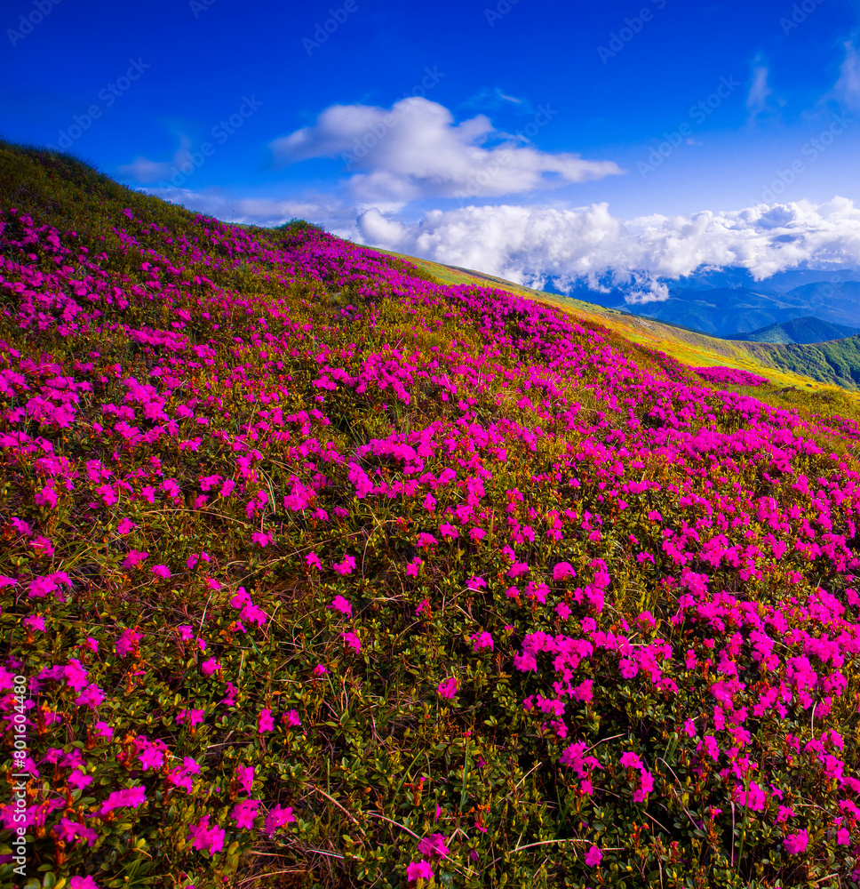 Carpathians, Ukraine, Europe, summer blooming pink flowers on background mountains, floral summer landscape ...exclusive - this image is sell only on Adobe stock	