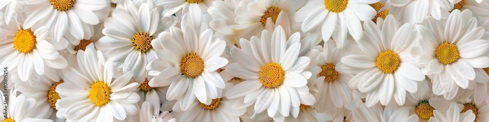 White chamomile flowers, natural background. An invitation card, a place for the text. White chamomile flowers, natural background. An invitation card, a place for the text.