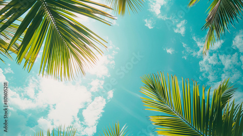 Palm leaves against the sky, view from below, copy space