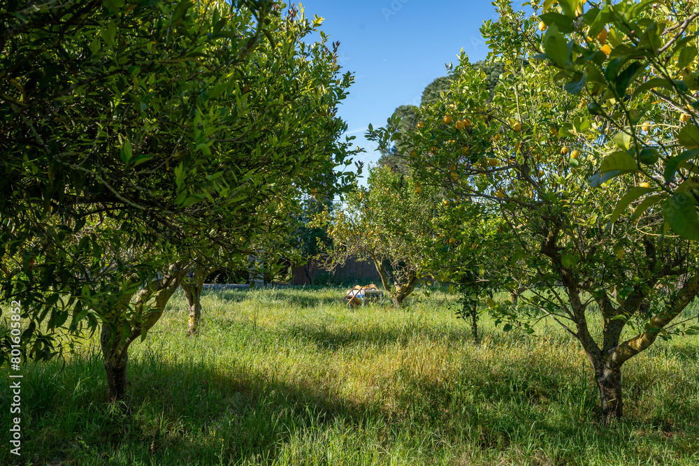 au milieu des citronniers dans un champ agricole au milieu des citronniers dans un champ agricole