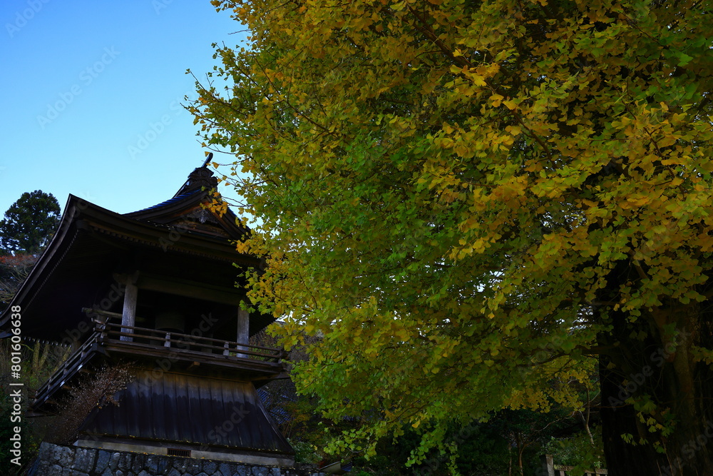 紅葉のイチョウ並木