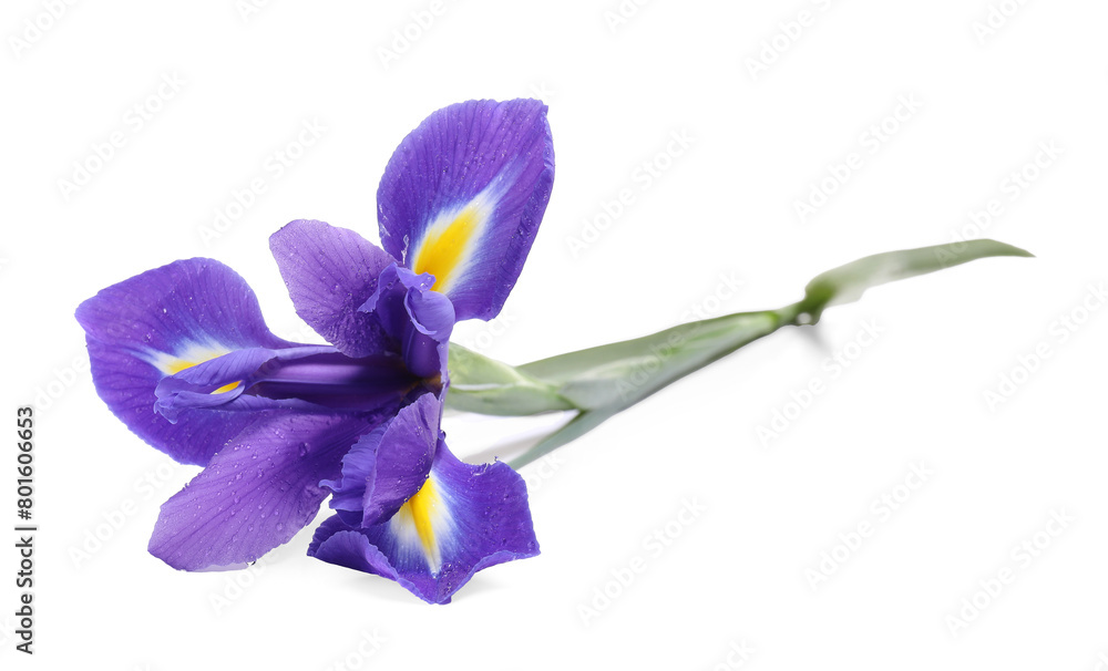 Beautiful violet iris flower with water drops isolated on white