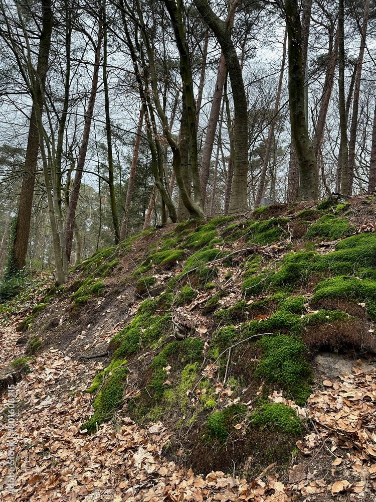 Beautiful trees, fallen leaves and green moss in forest Beautiful trees, fallen leaves and green moss in forest