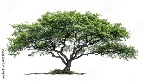 A large tree with a thick trunk and branches full of green leaves against a white background.