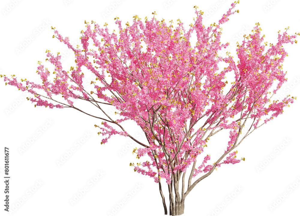 Realistic 3D rendering of a tree on transparent background, suitable for architecture visualization, presentation background, 2D or 3D illustration digital