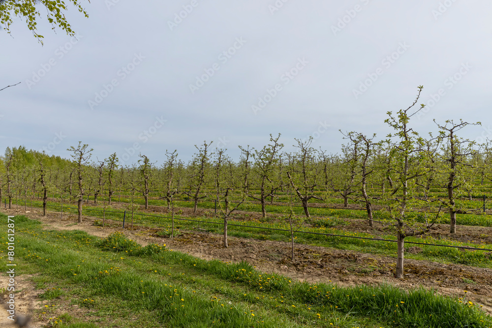 apple trees in the orchard in cloudy weather apple trees in the orchard in cloudy weather