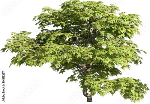 Realistic 3D rendering of a tree on transparent background  suitable for architecture visualization  presentation background  2D or 3D illustration digital