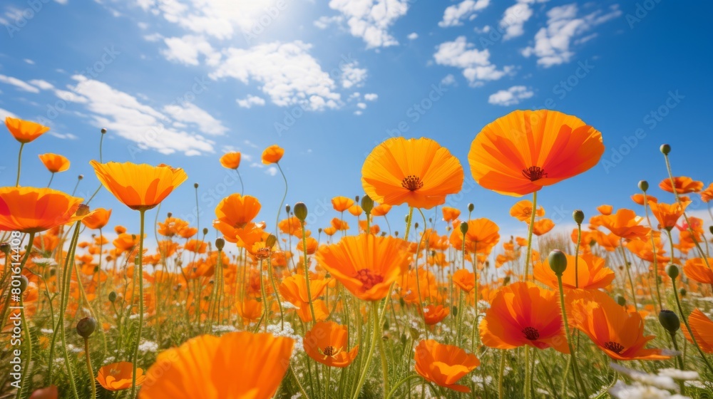 Obraz premium field of flowers