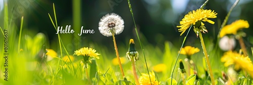 verdant meadow with dandelions, yellow spring flowers in sunny day, banner with text 
