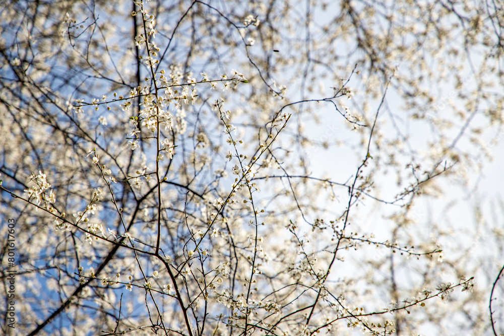 spring tree branches with white petals at dawn spring tree branches with white petals at dawn