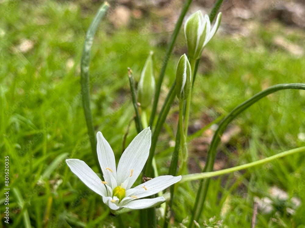 Ornithogalum collinum, Star of Bethlehem, flower, close up.
Ornithogalum collinum, Star of Bethlehem, flower, close up.