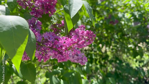 Syringa, Common pink Lilac, French Lilac 'Krasavitsa Moskvy' (Syringa vulgaris). photo