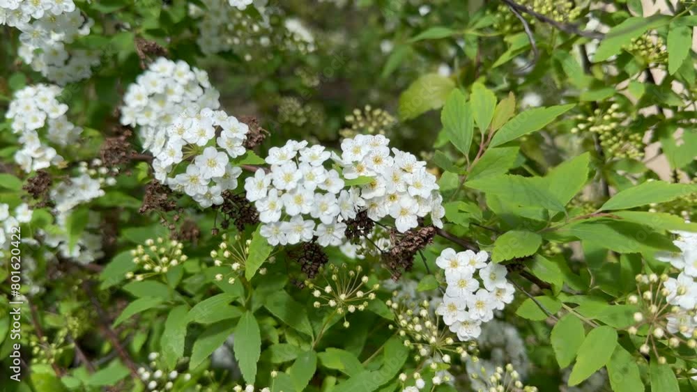 Spiraea ornamental shrub in family Rosaceae known as meadowsweets or steeplebushes. Spiraea ornamental shrub in family Rosaceae known as meadowsweets or steeplebushes.