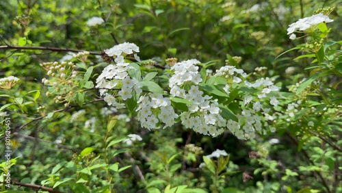 Spiraea ornamental shrub in family Rosaceae known as meadowsweets or steeplebushes.  photo