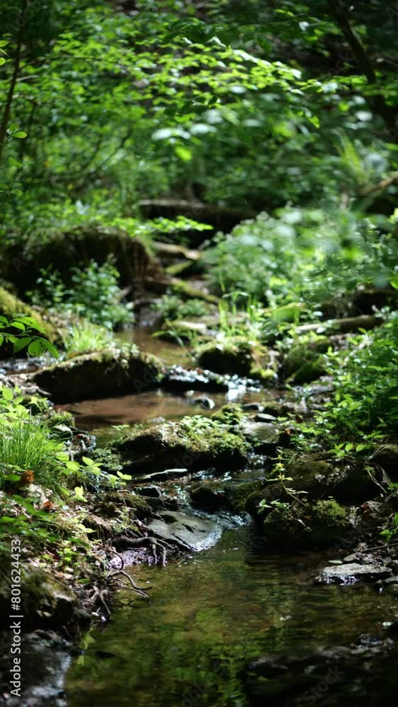 Water Stream in a Forest in Spring Water Stream in a Forest in Spring