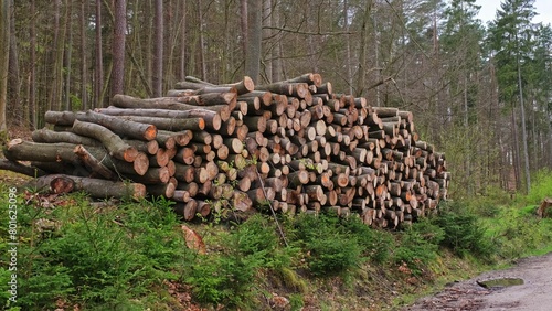 Tree Logs Stacked at Forest Clearance Site Prepared for Transport on Flatbed Trailer
