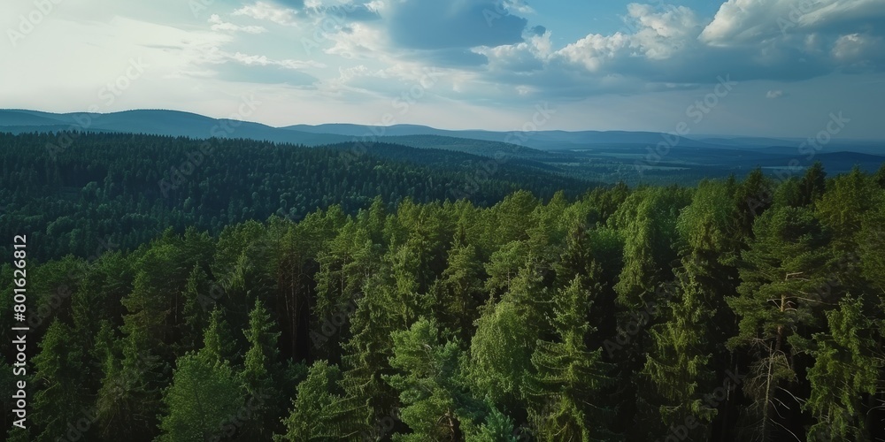 forest and clearings from a bird's eye view spring summer Generative AI