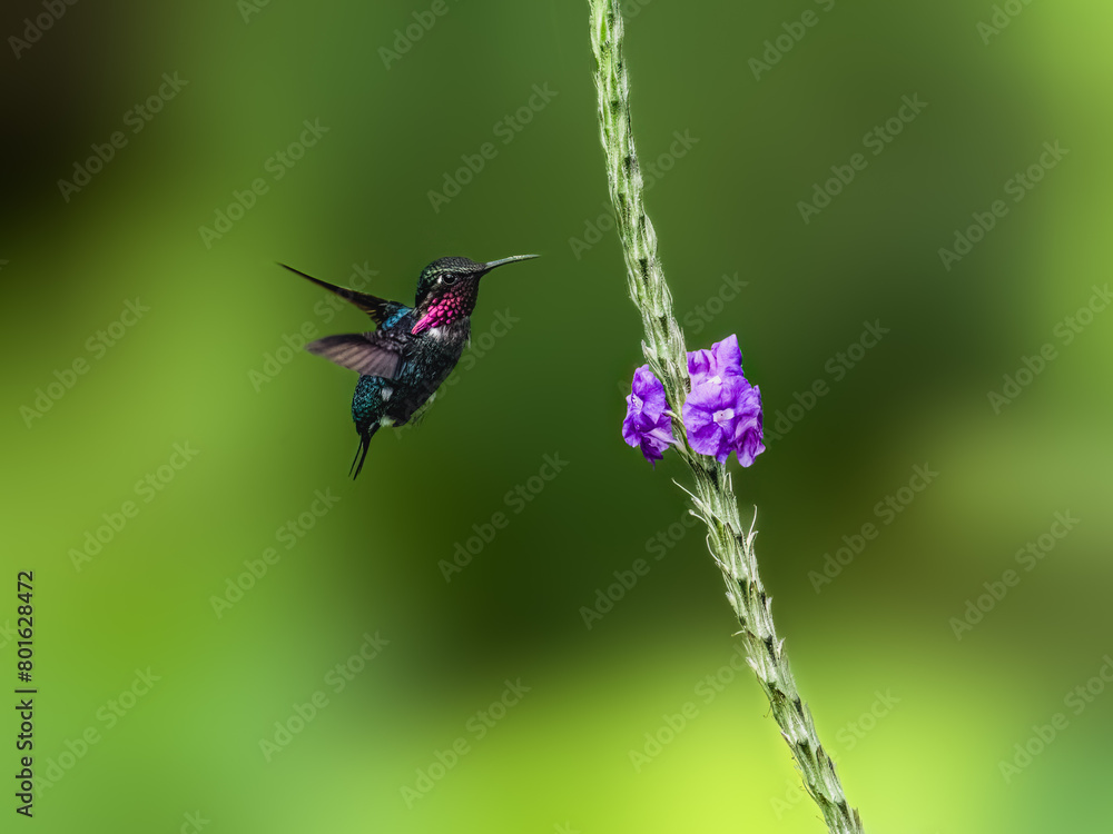 Male Gorgeted Woodstar in flight collecting nectar from a purple flower on green background Male Gorgeted Woodstar in flight collecting nectar from a purple flower on green background