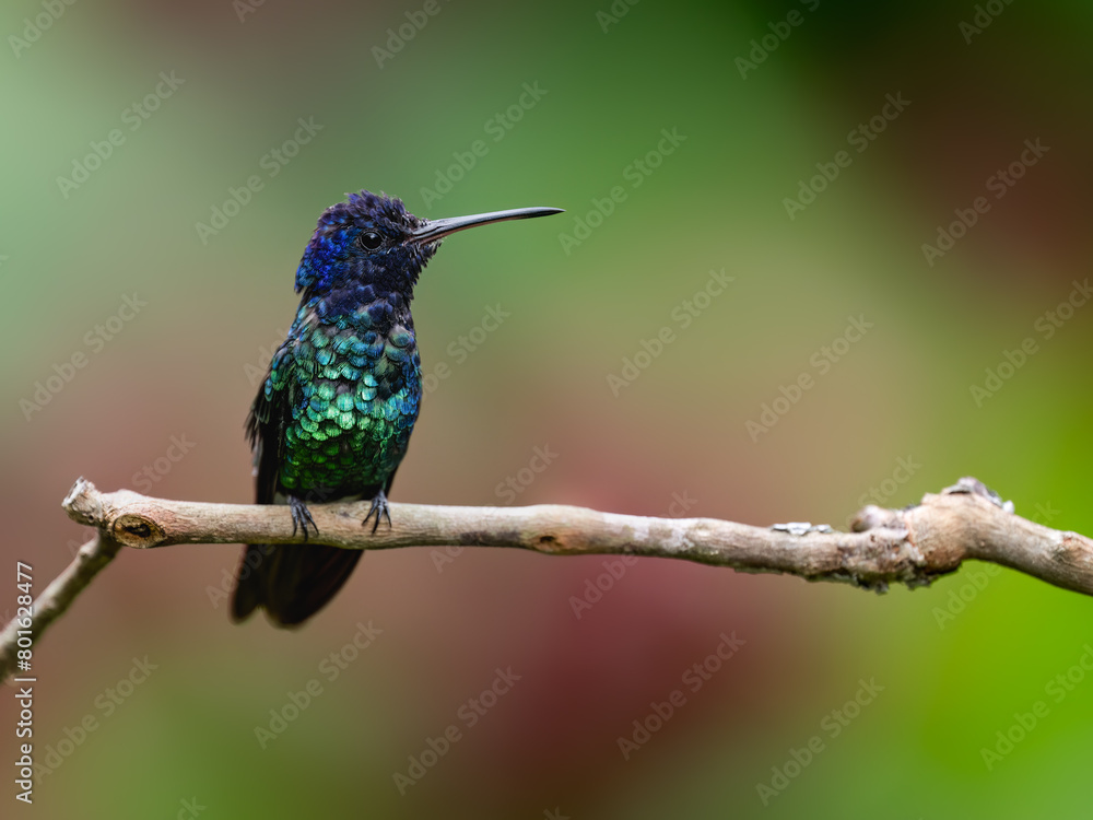 Fototapeta premium Golden-tailed Sapphire Hummingbird on a stick against green and red background