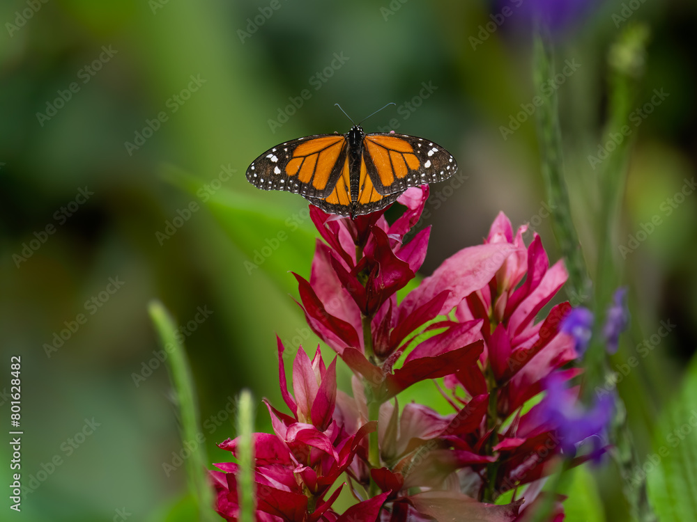 Monarch butterfly on red flower on green background in Ecuador Monarch butterfly on red flower on green background in Ecuador