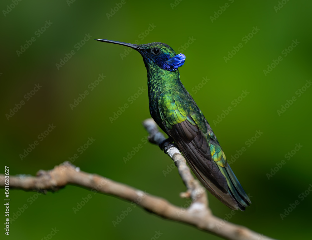 Fototapeta premium Sparkling Violetear Hummingbird on tree branch against green background