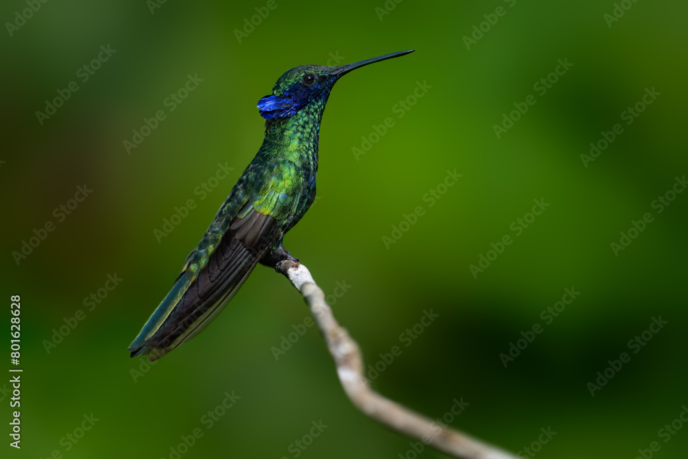 Fototapeta premium Sparkling Violetear Hummingbird on tree branch against green background