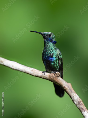 Sparkling Violetear Hummingbird on tree branch against green background