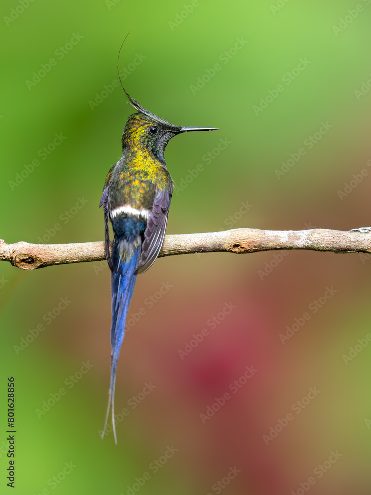 Fototapeta premium Wire-crested Thorntail Hummingbird on a plant stem on green background