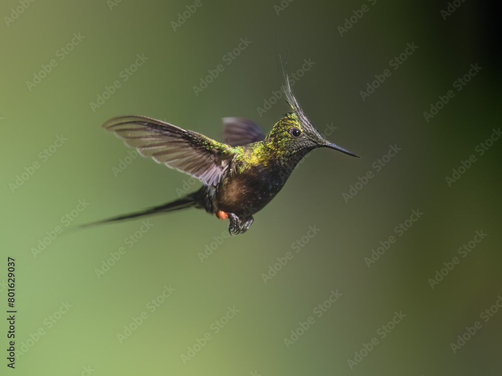 Wire-crested Thorntail Hummingbird in flight on green background