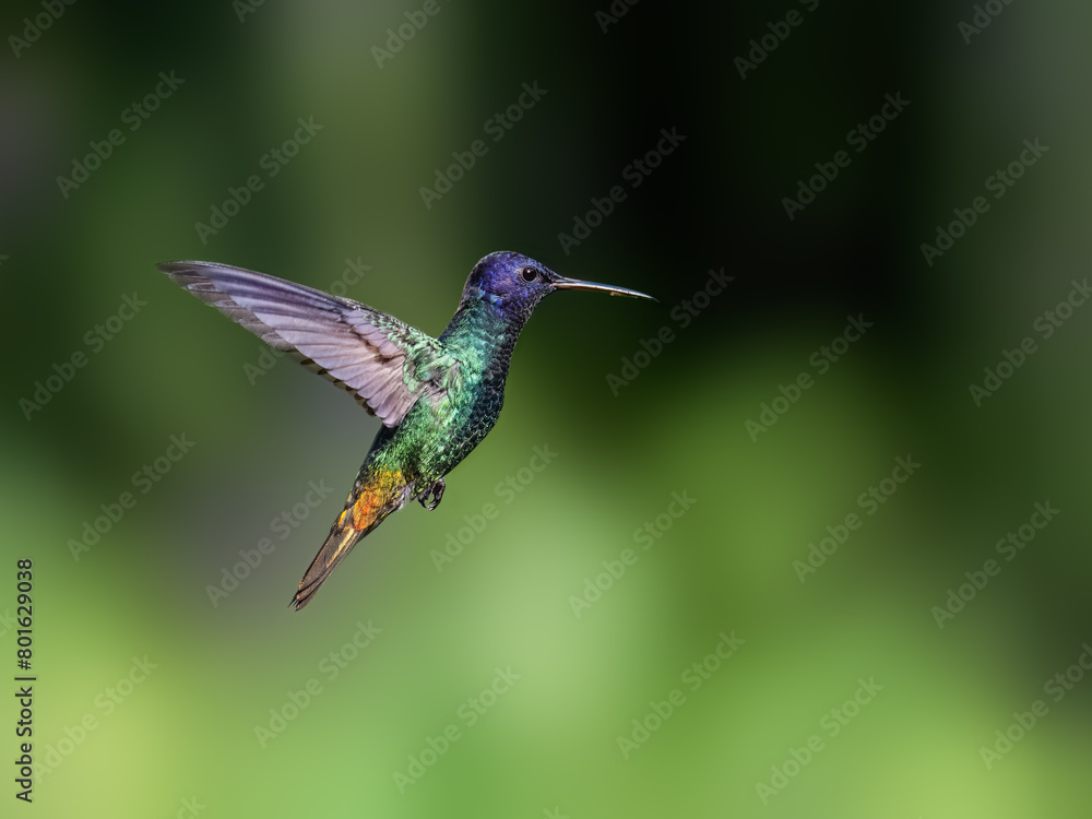 Fototapeta premium Golden-tailed Sapphire Hummingbird in flight against green background