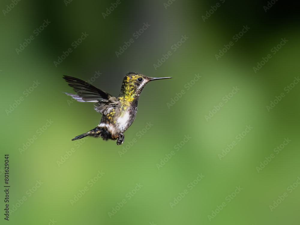 Fototapeta premium Wire-crested Thorntail Hummingbird in flight on green background