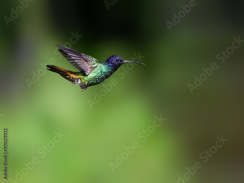 Golden-tailed Sapphire Hummingbird in flight against  green background