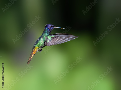 Golden-tailed Sapphire Hummingbird in flight against green background