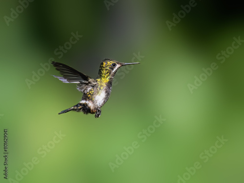 Wire-crested Thorntail Hummingbird in flight on green background