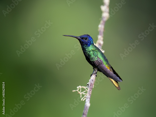 Golden-tailed Sapphire Hummingbird on a stick against green background