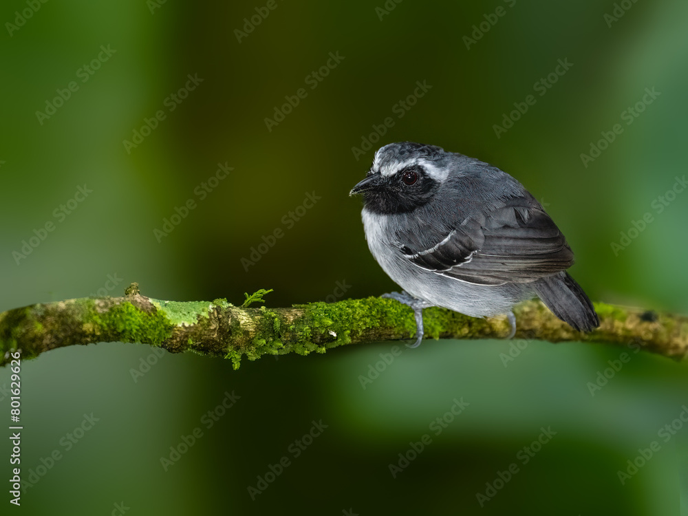 Fototapeta premium Male Black-faced Antbird on mossy branch