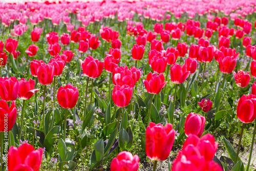 Beautiful tulip flower garden. The Expo 70 Commemorative Park  Osaka  Japan