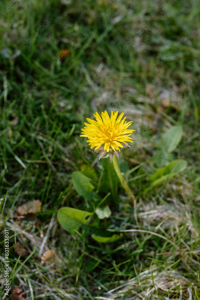 a single yellow flower sitting on the ground by some grass a single yellow flower sitting on the ground by some grass