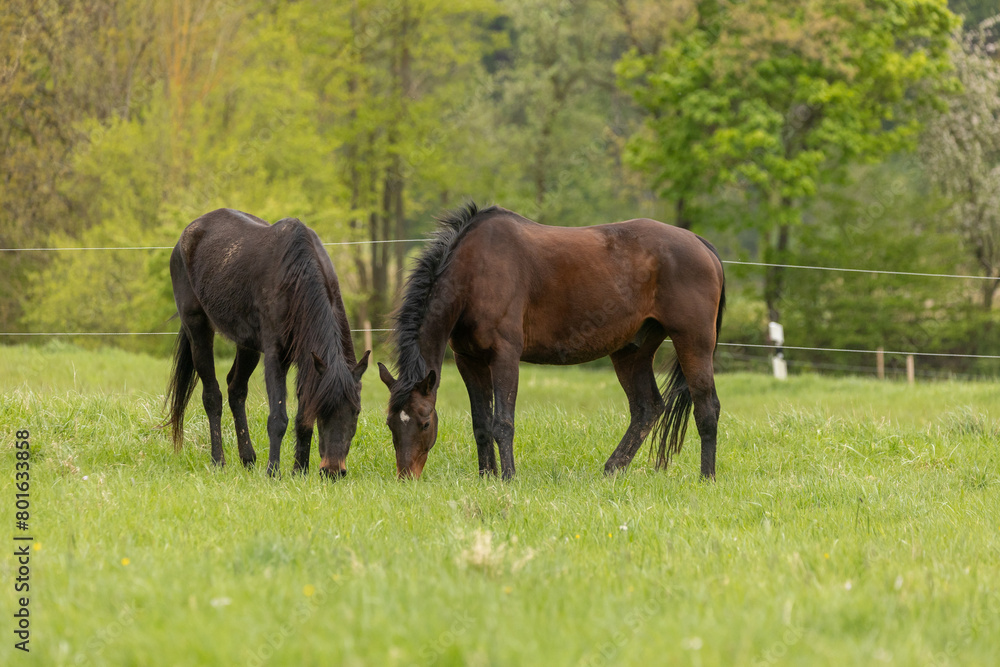Fototapeta premium Pferde beim Angrasen